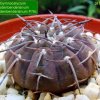 Gymnocalycium _bodenbenderianum _ssp.bodenbenderianum_ P76c _05